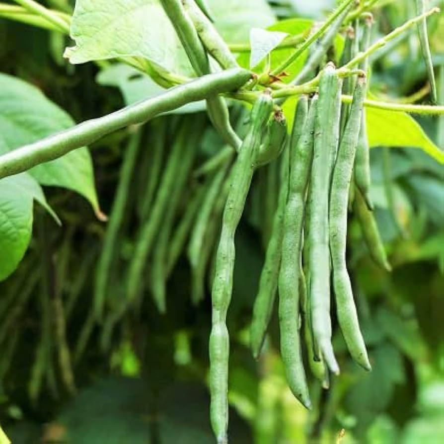 Amazon.com : TomorrowSeeds - Jade Green Bean Seeds - 150+
